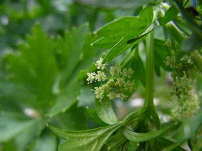 セロリの育て方 肥料を多めに施すのが栽培の基本