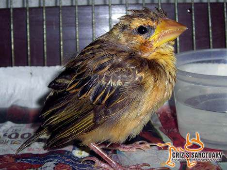 BIRDIE