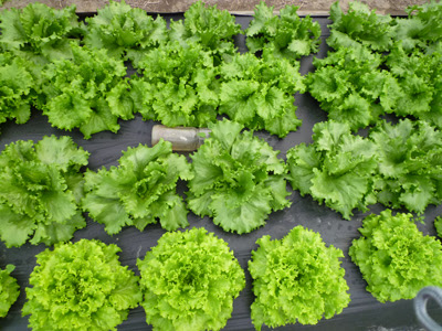 グリーンリーフレタスの収穫 気ままな耕作日記 野菜大好き