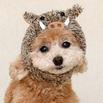 犬 猫の帽子 干支ハット イノシシ 犬と生活
