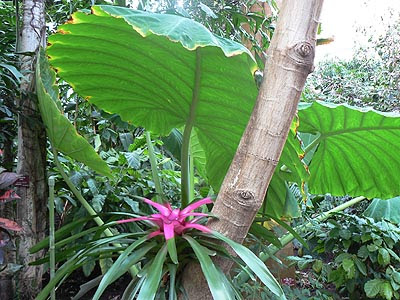 fleur rose et grosses feuilles.jpg