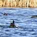 Arcot Wildlife.