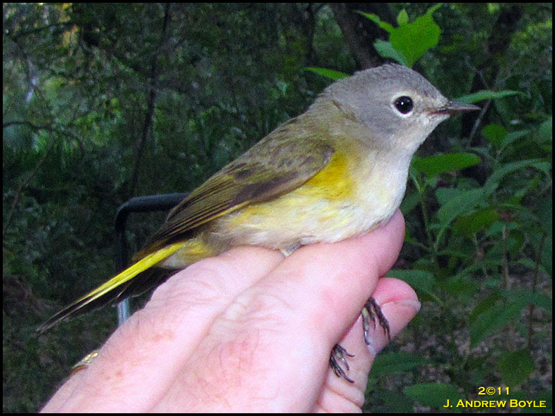 American Redstart