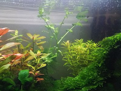 クレソンの水耕栽培 小さな松のカフェ
