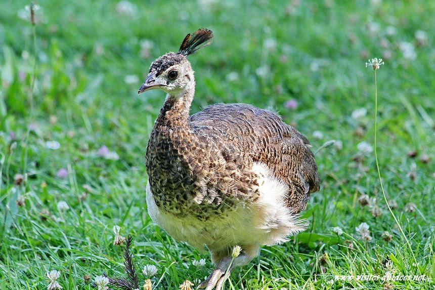 Lac Daumesnil Naissance D Un Petit Paon Bleu Paris Autrement