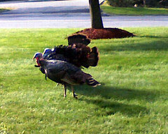 Turkeys90208b
