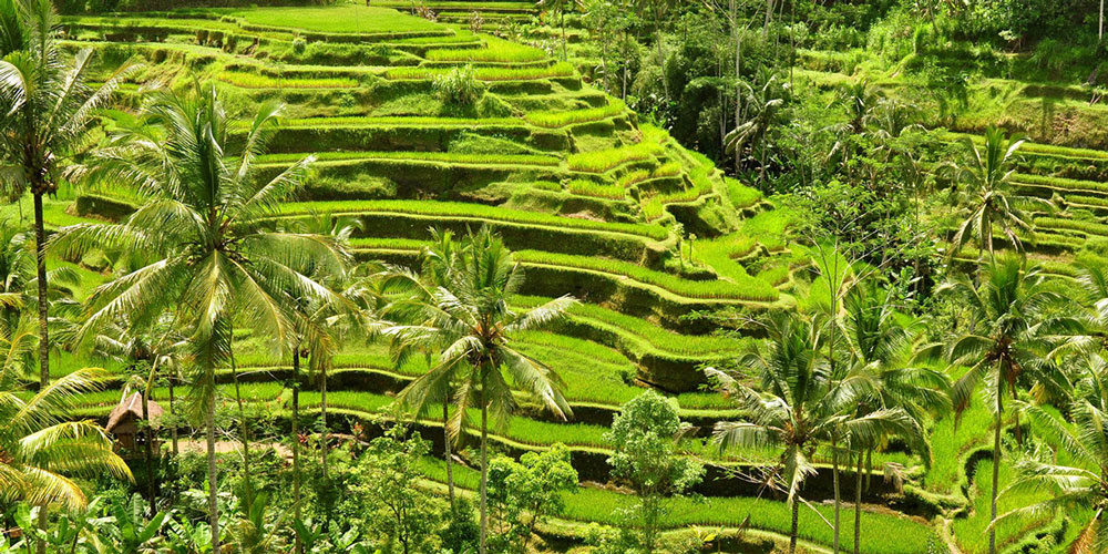 Mengenal Alat Pertanian Tradisional Jawa