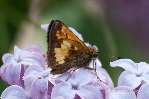 Hobomok Skipper (Poanes hobomok)-5.jpg
