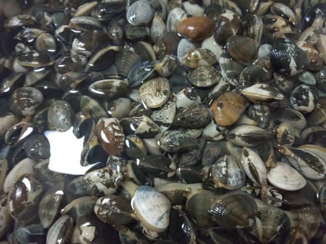 カワハギ釣り アサリを研究する 産地別特徴 Crカワハギちゃん倶楽部2