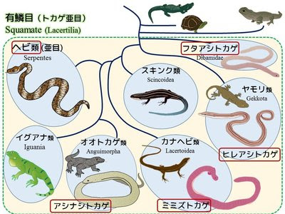 はちゅうるい館の仲間たち ７ ヨーロッパアシナシトカゲ 飼育係のasazooブログ 動物紹介 安佐動物公園 Asazoo