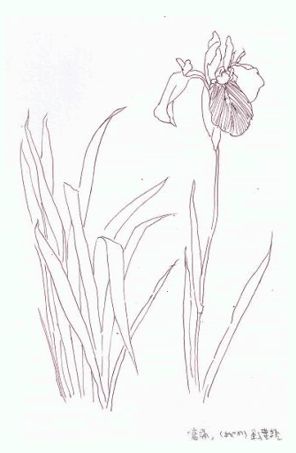 科学スケッチの方法 | 学習塾PIC（ピー・アイ・シー）