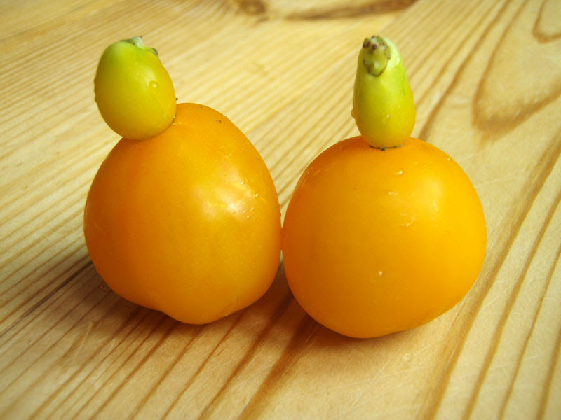 つのつの一本赤鬼どん 自産自消の野菜づくり