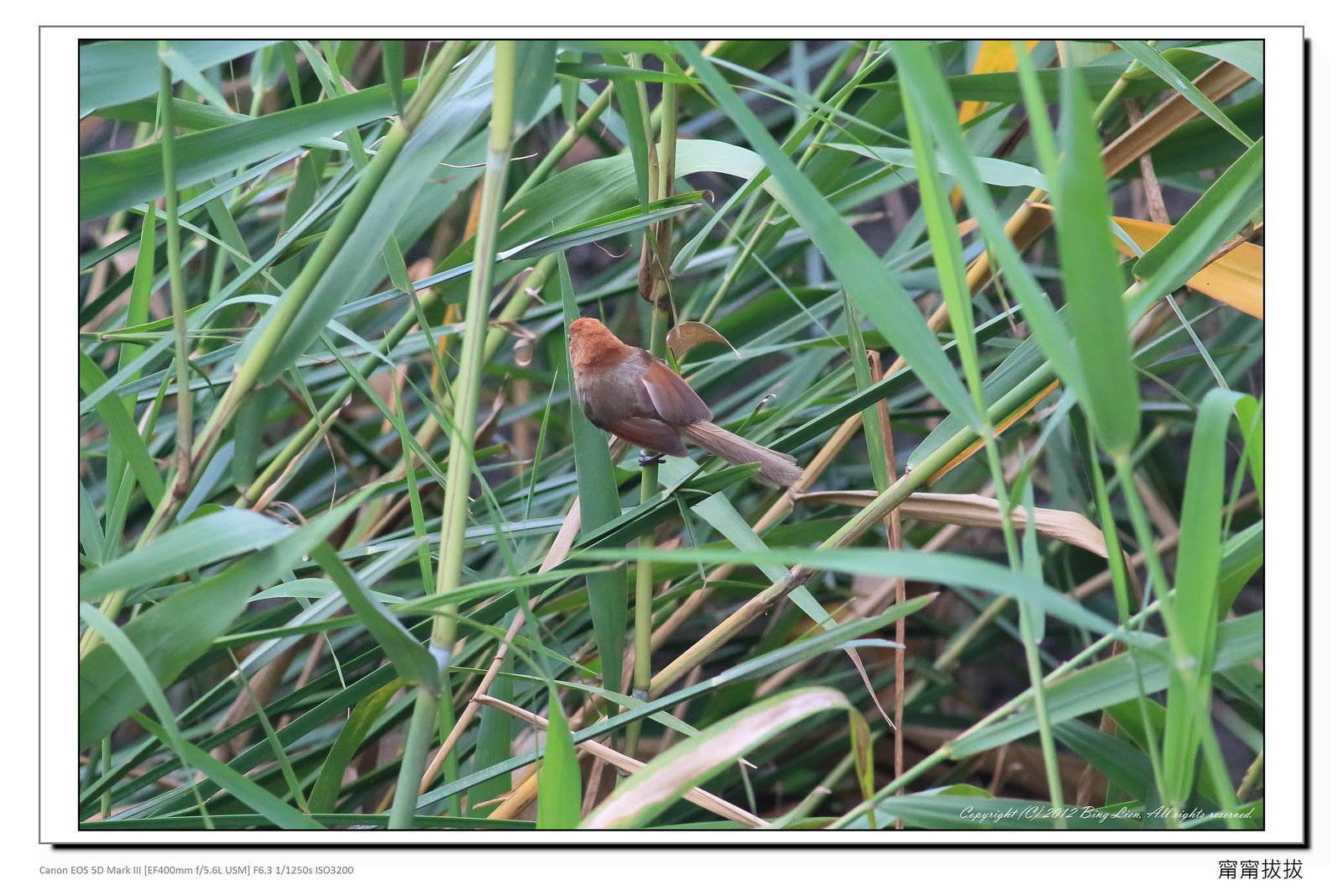frame_BING9534