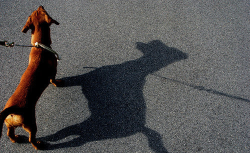 dog walk