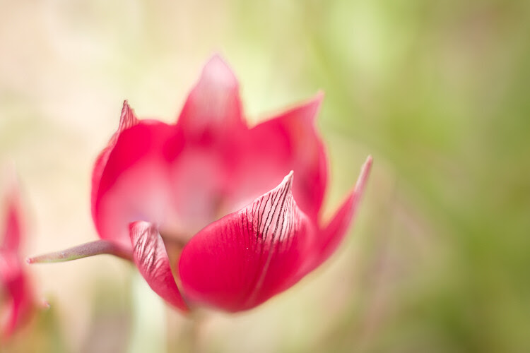 pink flower - How to Find Interesting Subjects for Photography in a Boring Place