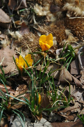 Crocus chrysanthus