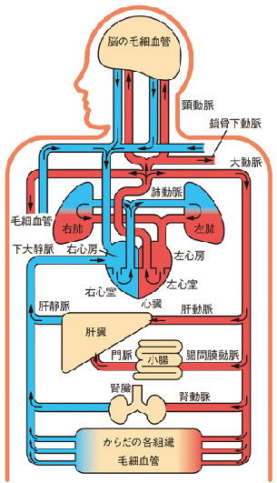 血液循環のはなし