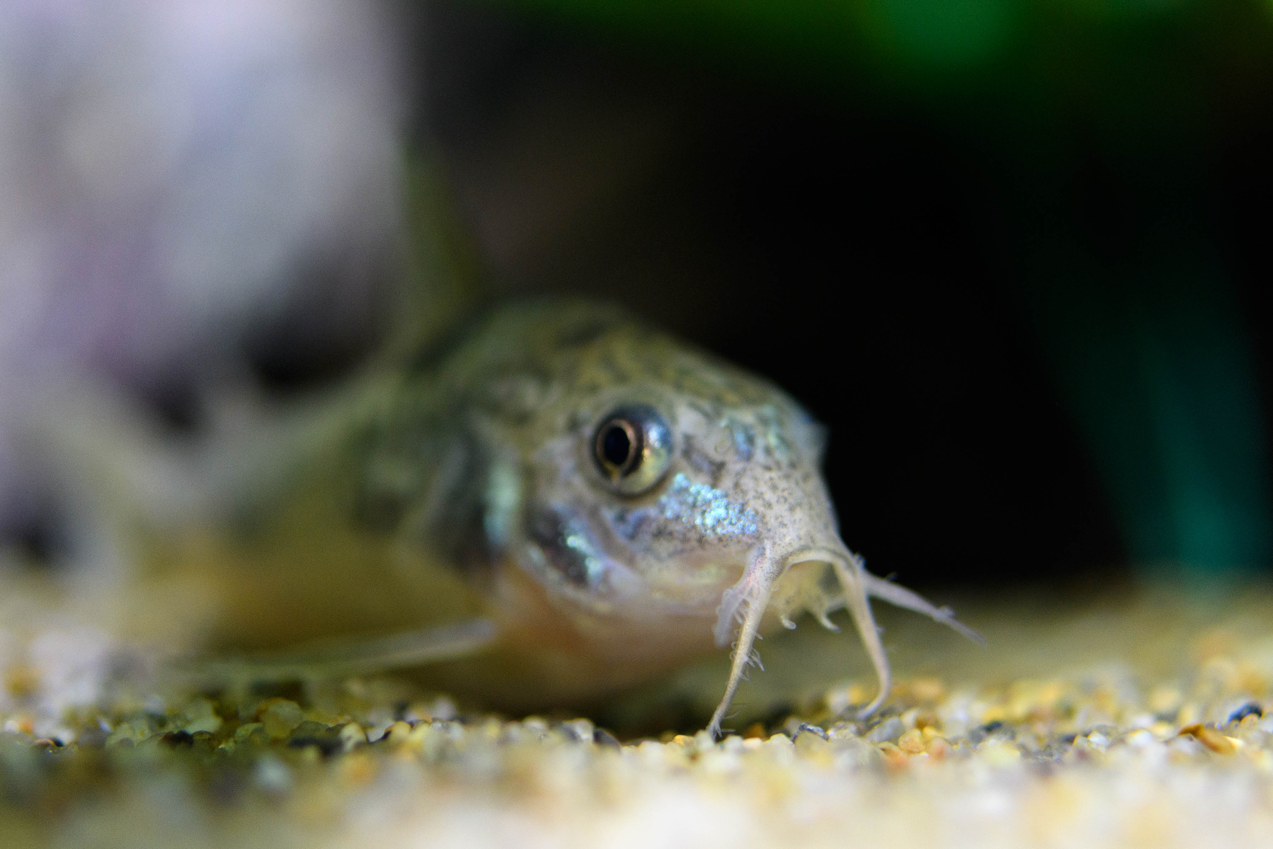 コリドラスがピロピロ寄生虫に感染した Freetimes
