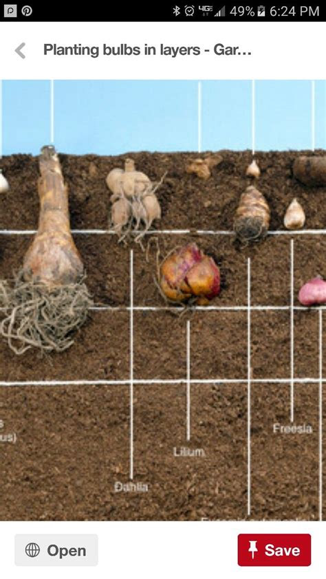 Tulips are available in a myriad of colors . Dahlia bulb planting depth | Planting bulbs, Planting