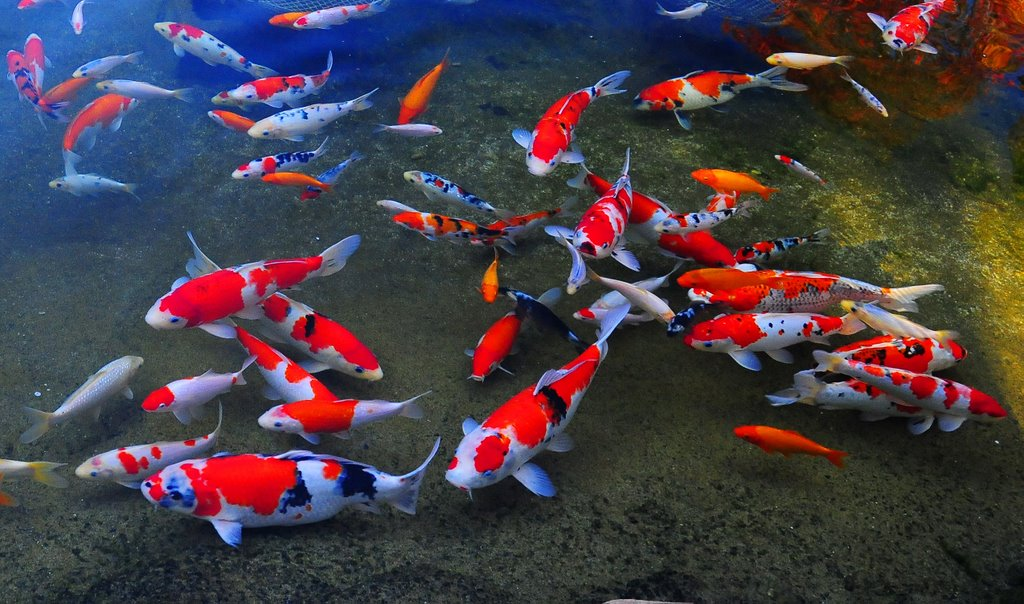 Cara membuat filter kolam ikan koi yang baik dan benar 