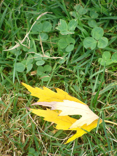 fall leaf