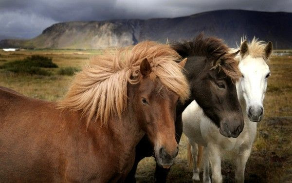 ANIMAUX:chevaux-HORSES