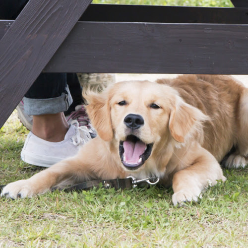 犬の 朝吠え 夜吠え をどうにかしたい 解決法とは