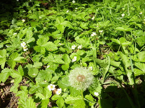 Fraises des bois