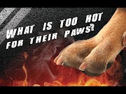 petco hours What's Too Hot for Your Dogs Paws?