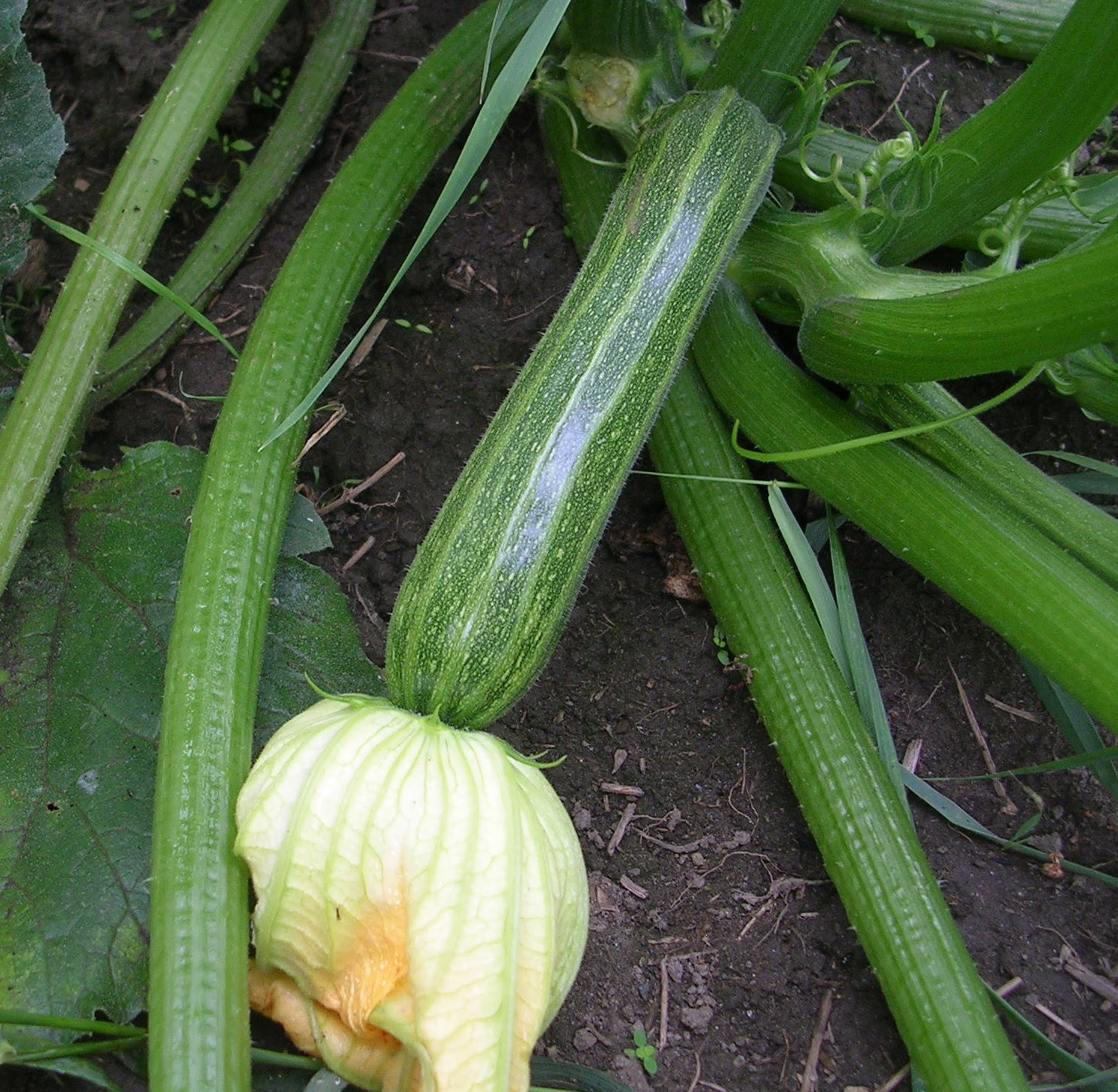 How to Grow Summer Squash -Growing Summer Squash -Garden ...