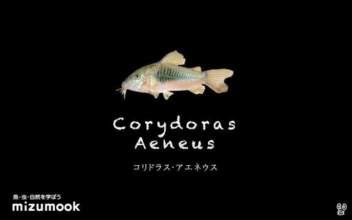 コリドラス全71種類をご紹介 飼い方 飼育 大きさ 種類 ミズムック