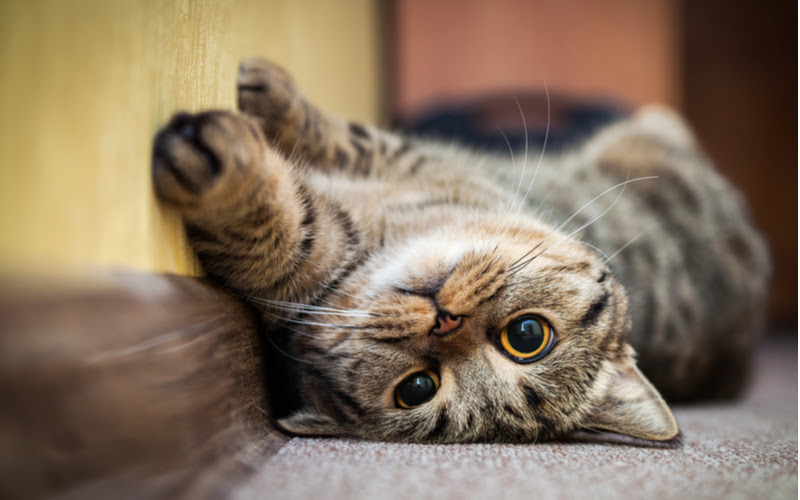 おすすめの猫雑貨をご紹介 猫の歴史や魅力も解説 エトワール海渡 幅広いアパレル 雑貨一括仕入れの総合卸問屋