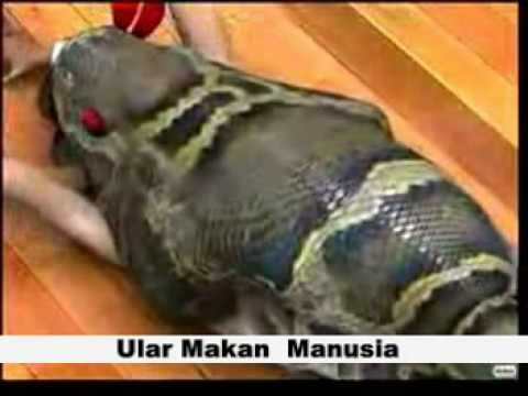  Ular  Makan  Makan  Manusia  Part 1 YouTube