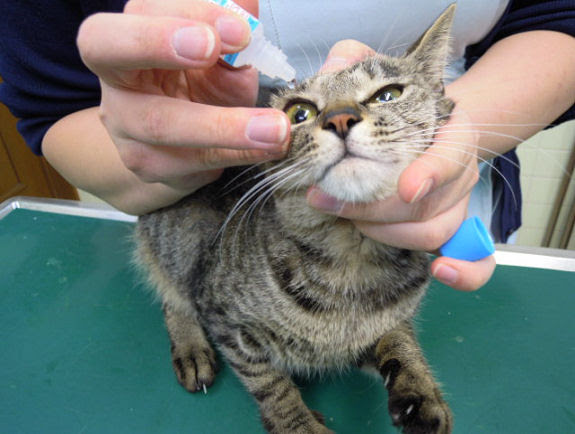 正しい点眼法 川崎市多摩区 オダガワ動物病院