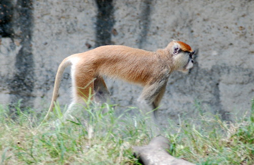 Patas Monkey