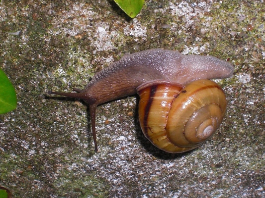 カタツムリの交尾 季節の中で