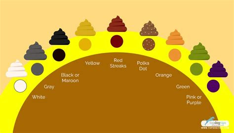 Yes, yellow stool can indicate a shorter transit time of food through the intestinal tract. dark brown dog vomit color guide contact your vet as soon as possible