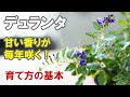 [最も人気のある！] デュランタ 花 287815-デュランタ 花言葉