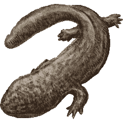 大山椒魚 鯢魚 No 294 オオサンショウウオのイラスト アイコン 条件付フリー素材集 スマホなど携帯電話対応
