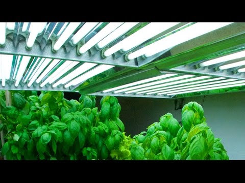 VIDEO : which are the best indoor grow lights for you ? - a look at some of my indoor grow lights and which i prefer. be they t5 tubes or cfl or even led they will all grow plants well but ...