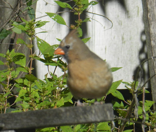 naturencDSCN6463