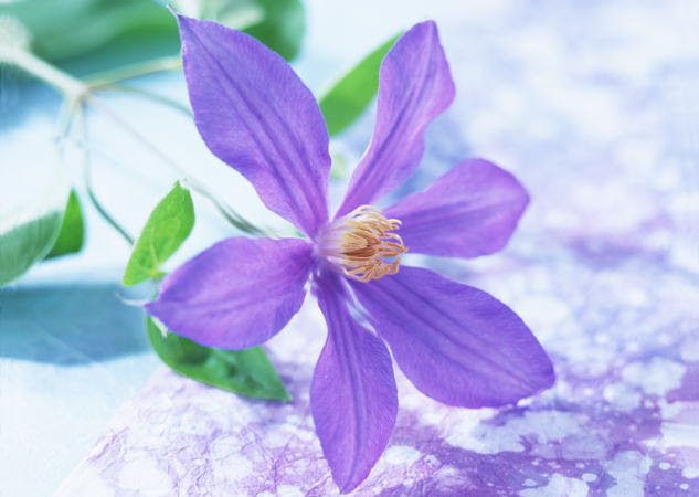 明日 ７月１１日の誕生花は 相談館ブログ