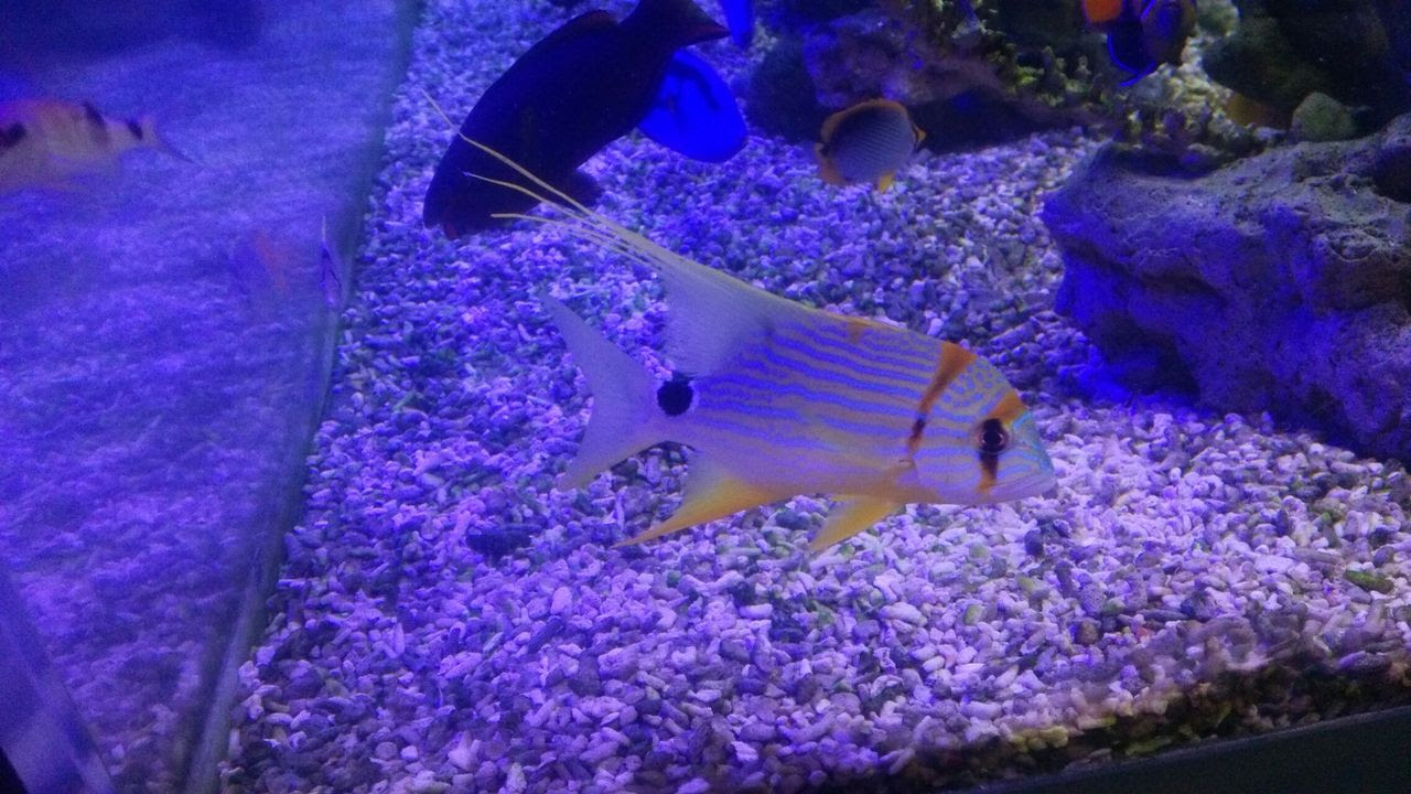 かっこいいお魚だよ お魚 無脊椎のご紹介 海水魚のパイオニア 日海センター 日海フィッシュコム