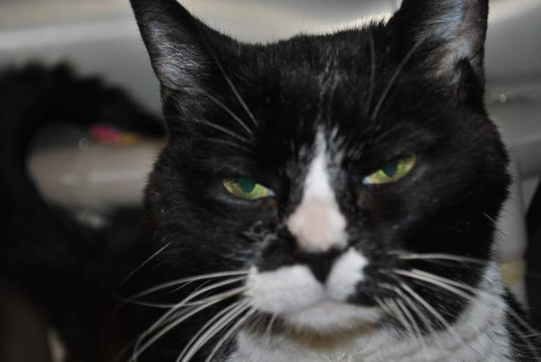 Black and white kitty, my former foster Gigi
