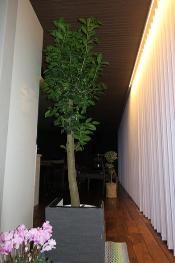 観葉植物とdiyの鉢カバー 住友林業で平屋暮らし My Lazy Days