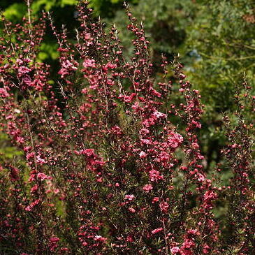 ギョリュウバイの育て方 ヤサシイエンゲイ