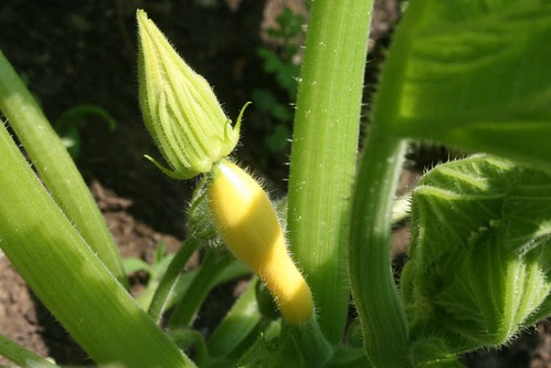 garden flower 033