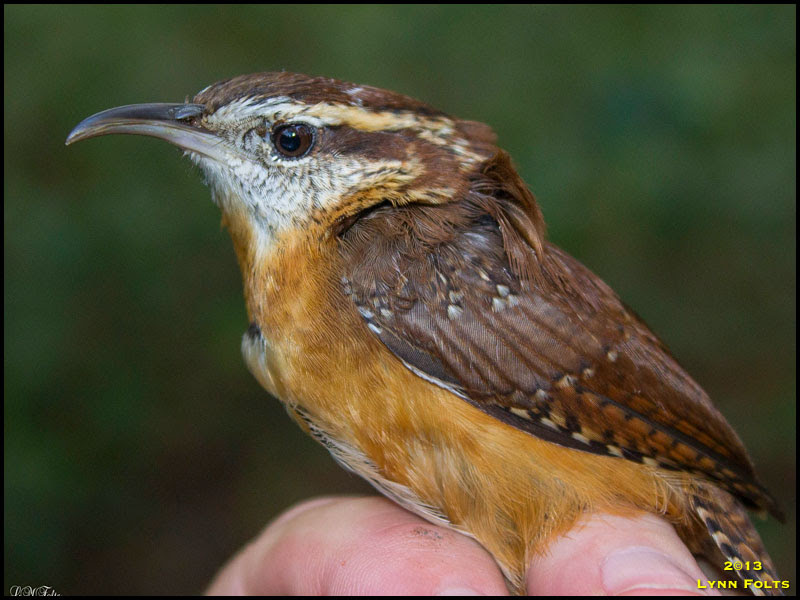 Carolina Wren