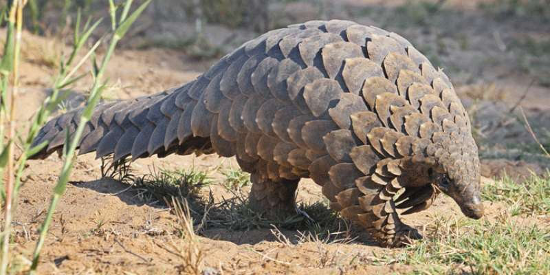 Concept Of Threatened Species Trivia Quiz Bestfunquiz