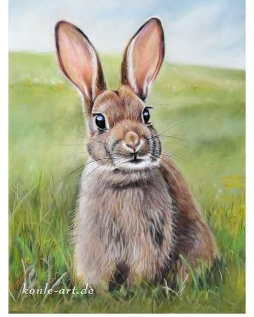 Malvorlage Hase Hinten